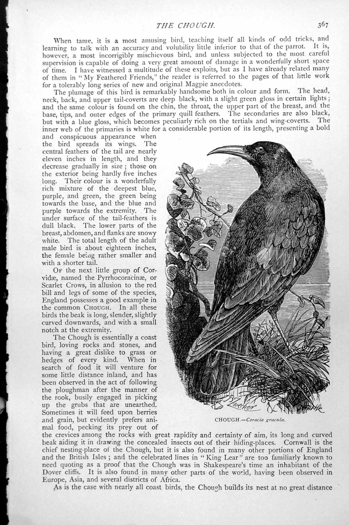 Original Old Antique Print Chough Coracia Gracula C1890 19th Century