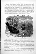 Antique Old Print Satin Bower Bird Pair Nest Ptilorhynchus Holosericeus C1890