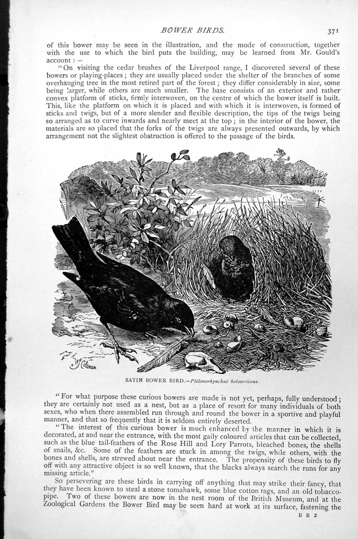 Antique Old Print Satin Bower Bird Pair Nest Ptilorhynchus Holosericeus C1890