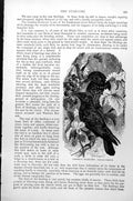 Original Old Antique Print Common Starling Sturnus Vulgaris C1890 Victorian