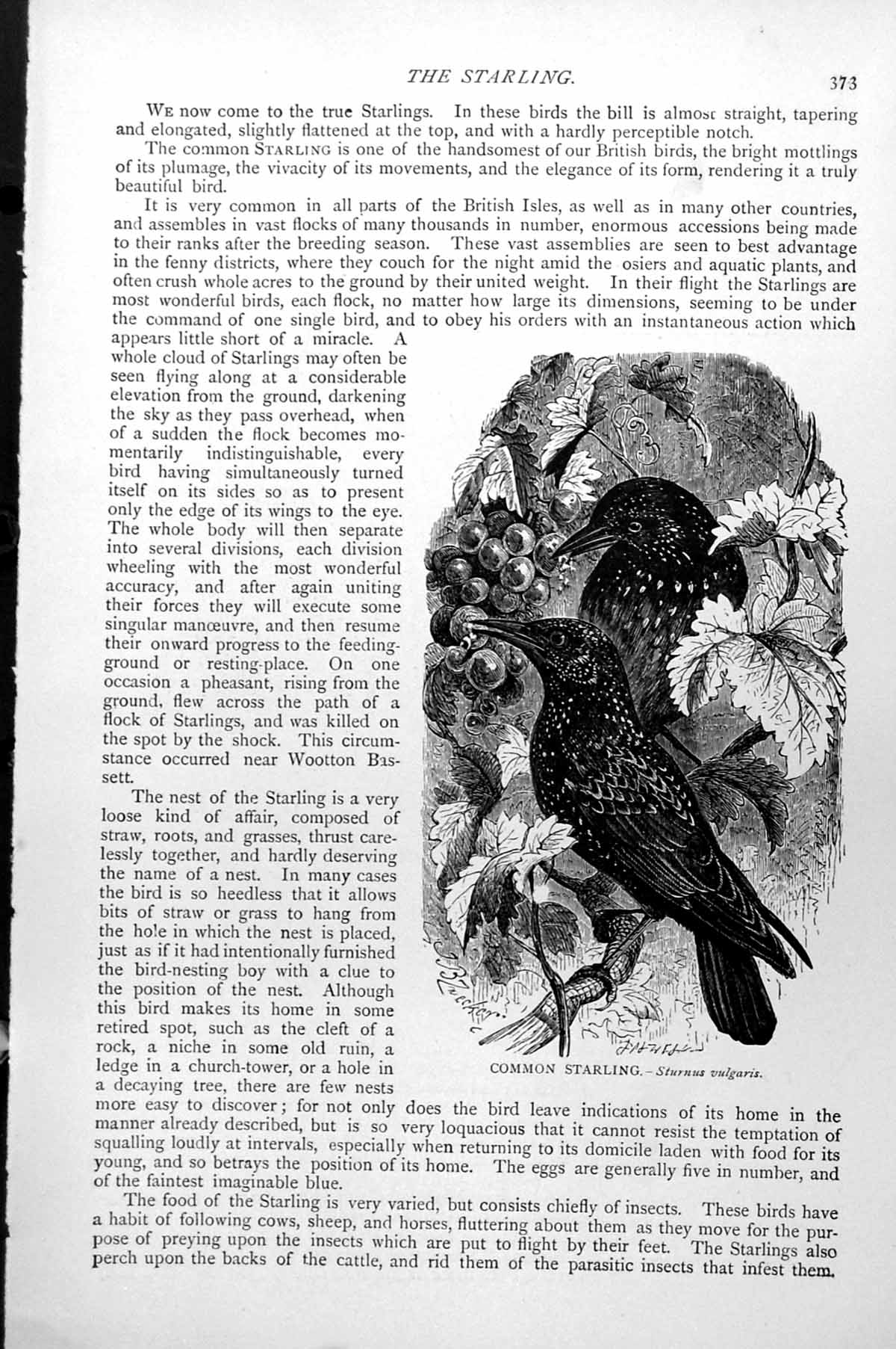Original Old Antique Print Common Starling Sturnus Vulgaris C1890 Victorian