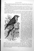 Original Old Antique Print Sociable Weaver Bird Philetaerus Socius C1890 19th