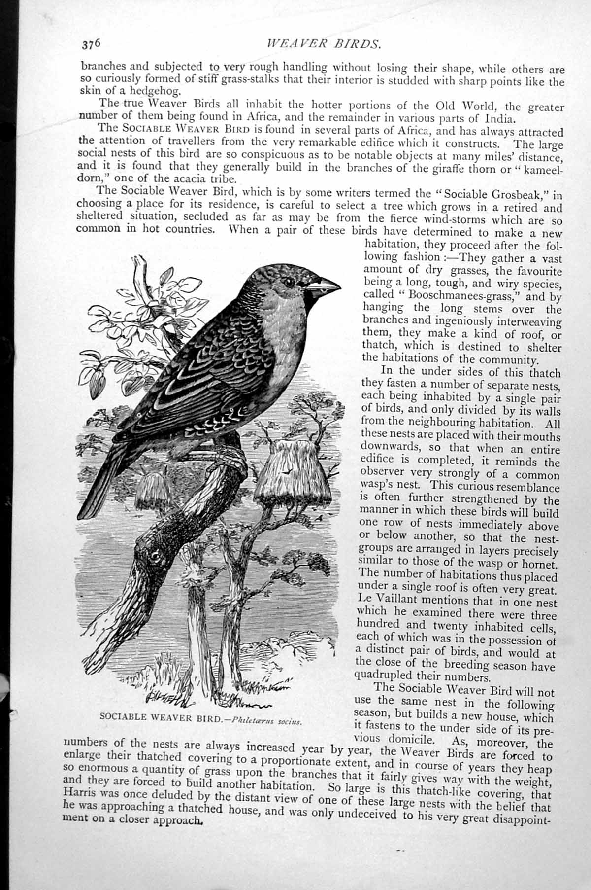 Original Old Antique Print Sociable Weaver Bird Philetaerus Socius C1890 19th