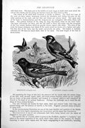 Antique Print Chaffinch Fingilla Caelebs Gfinch Fringilla Carduelis C1890 19th