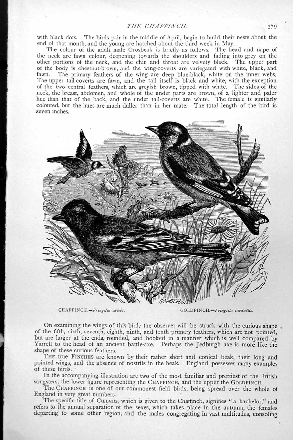 Antique Print Chaffinch Fingilla Caelebs Gfinch Fringilla Carduelis C1890 19th