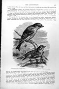 Antique Print Greenfinch Fringilla Chloris Linnet Fringilla Cannabina C1890