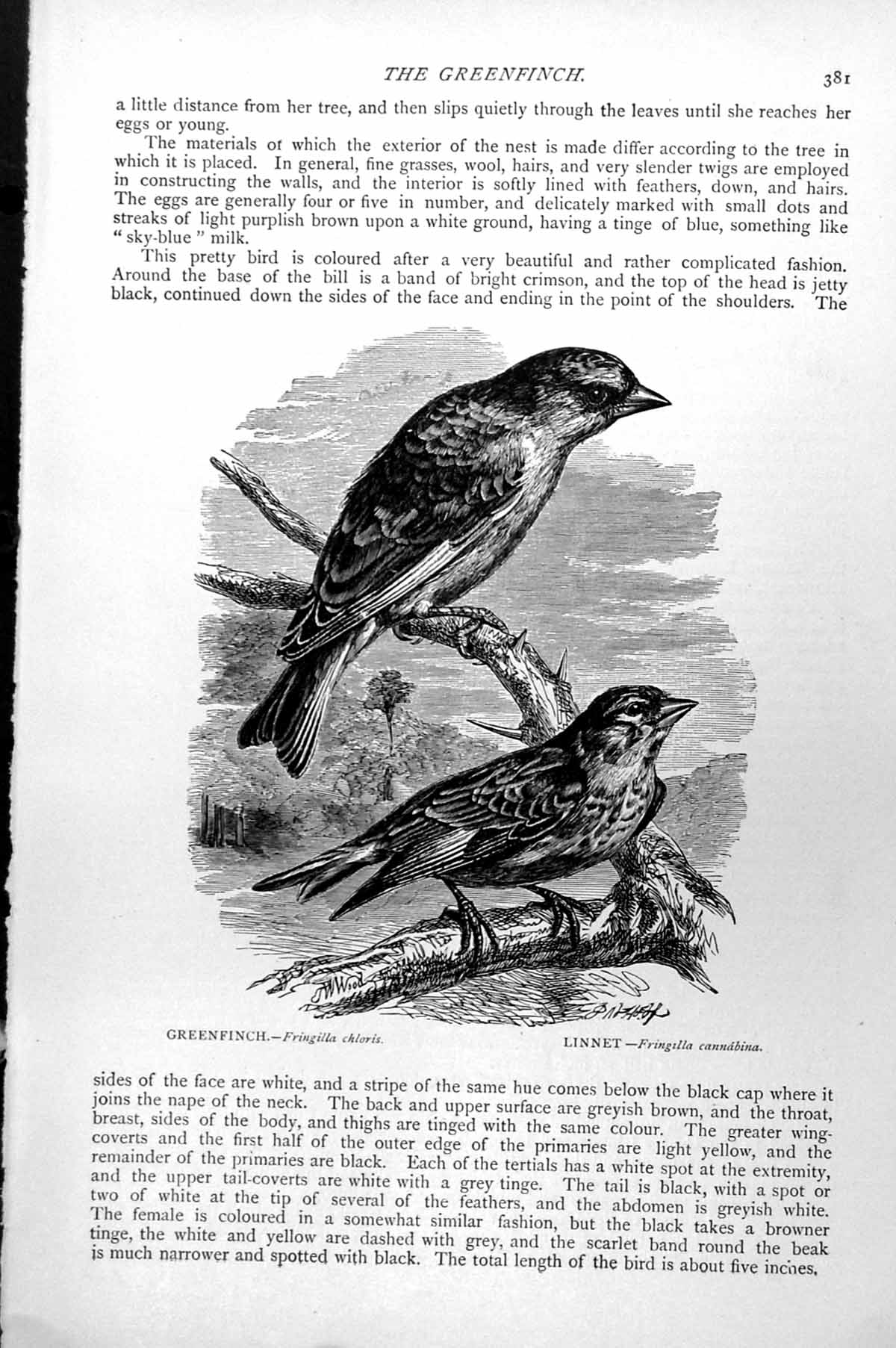 Antique Print Greenfinch Fringilla Chloris Linnet Fringilla Cannabina C1890