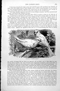 Original Old Antique Print Canary Carduelis Canaria C1890 19th