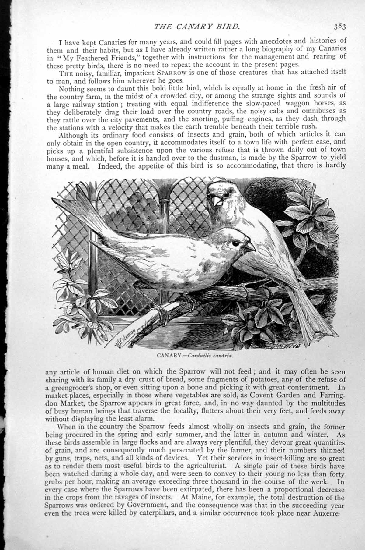 Original Old Antique Print Canary Carduelis Canaria C1890 19th