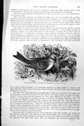 Antique Old Print Yellow Bunting Or Yellow Hammer Emberiza Citrinella C1890