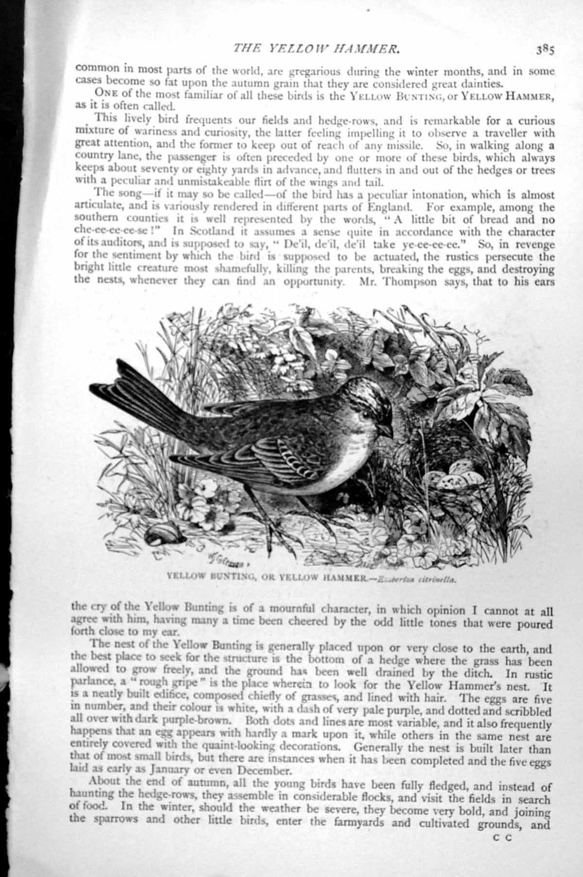 Antique Old Print Yellow Bunting Or Yellow Hammer Emberiza Citrinella C1890