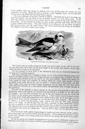 Original Old Antique Print Lapland Bunting Plectrophanes Nivalis C1890 19th