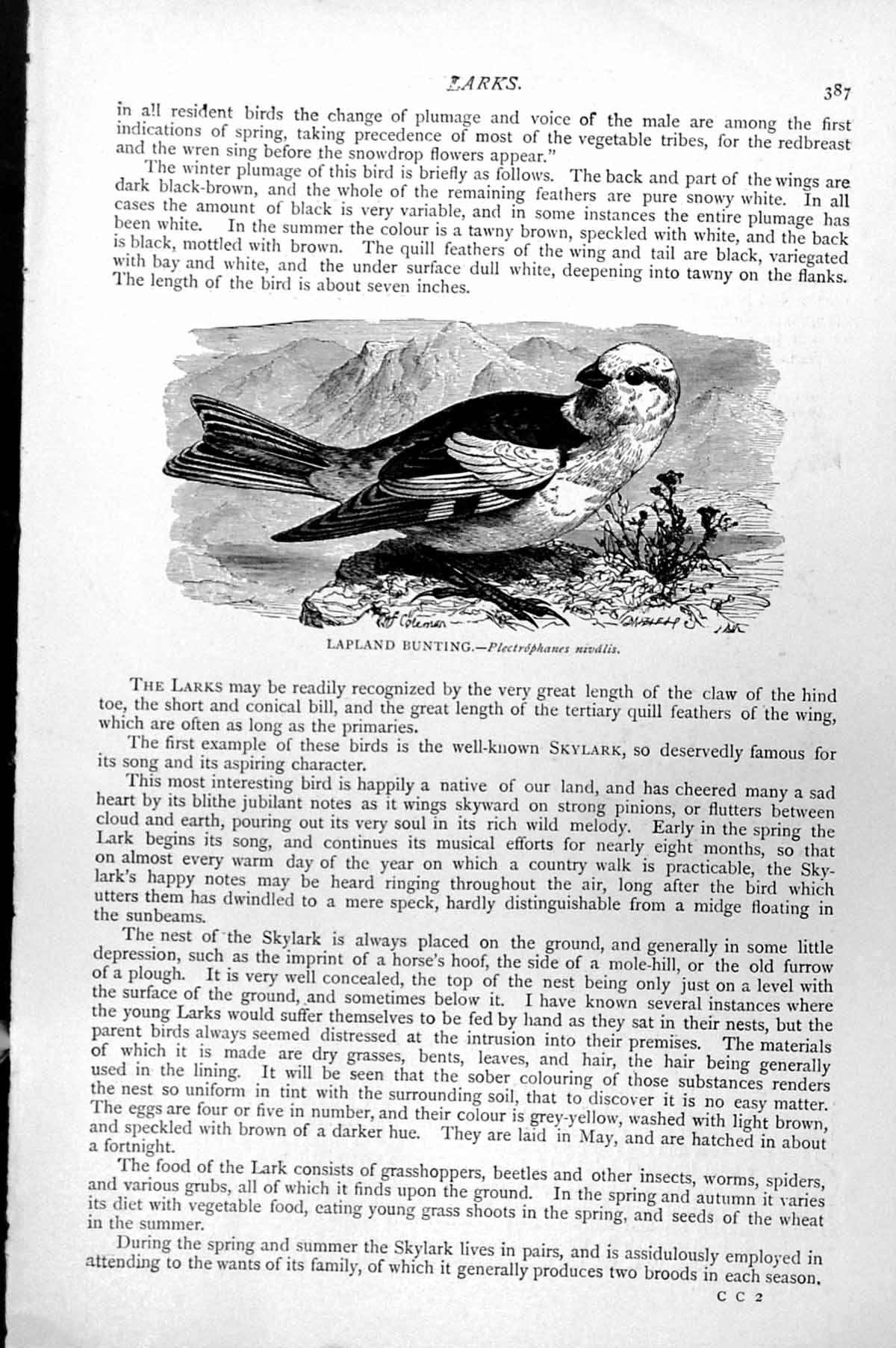 Original Old Antique Print Lapland Bunting Plectrophanes Nivalis C1890 19th