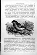 Original Old Antique Print Bullfinch Pyrrhula Rubicilla C1890 19th