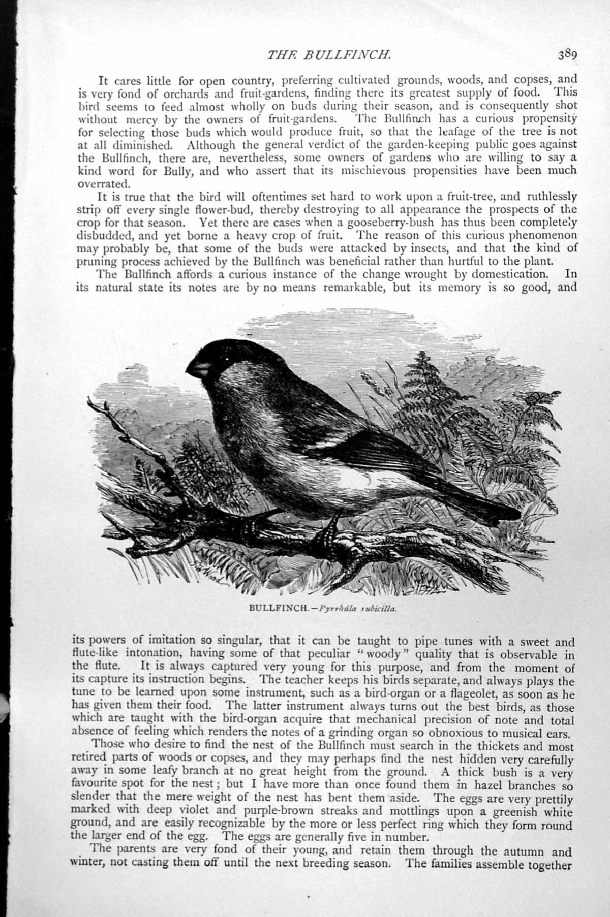 Original Old Antique Print Bullfinch Pyrrhula Rubicilla C1890 19th