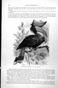 Original Old Antique Print Rhinoceros Hornbill Buceros Rhinoceros C1890 19th