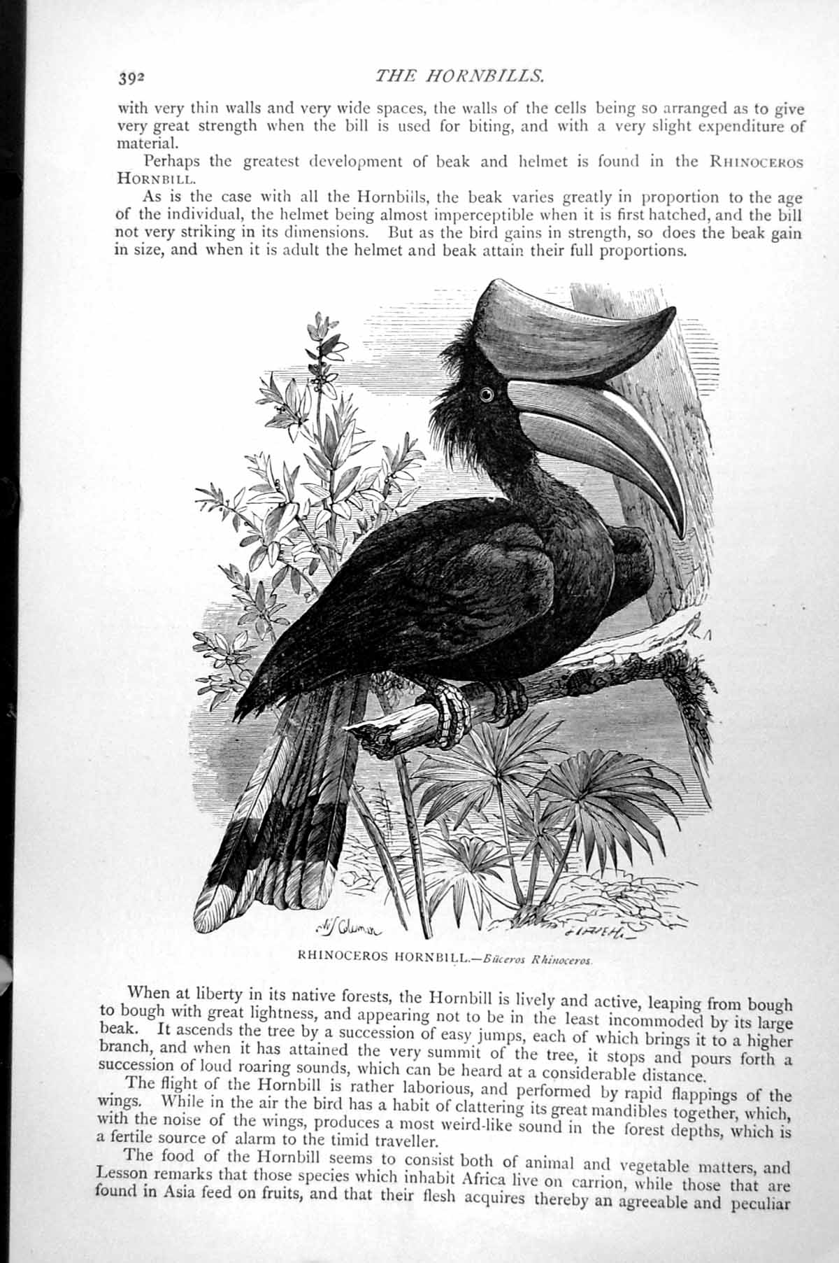 Original Old Antique Print Rhinoceros Hornbill Buceros Rhinoceros C1890 19th