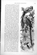 Original Old Antique Print Ringed Parakeet Palaeornis Torquatus C1890 Victorian
