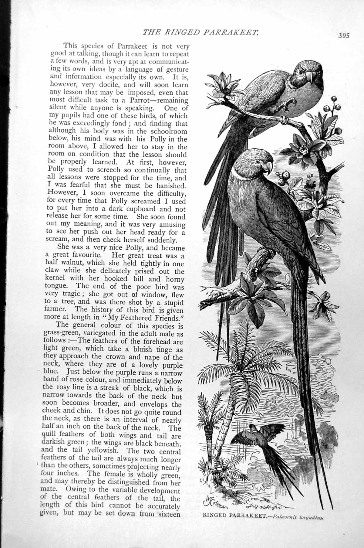 Original Old Antique Print Ringed Parakeet Palaeornis Torquatus C1890 Victorian
