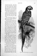 Original Old Antique Print Blue And Yellow Macaw Ara Ararauna C1890 Victorian