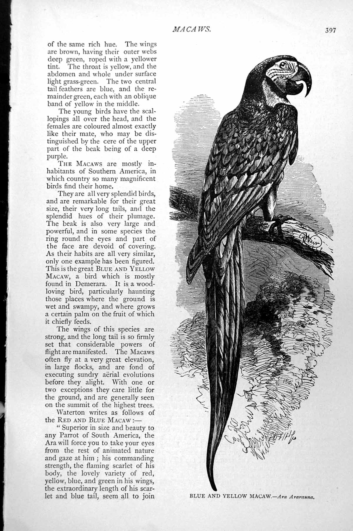 Original Old Antique Print Blue And Yellow Macaw Ara Ararauna C1890 Victorian