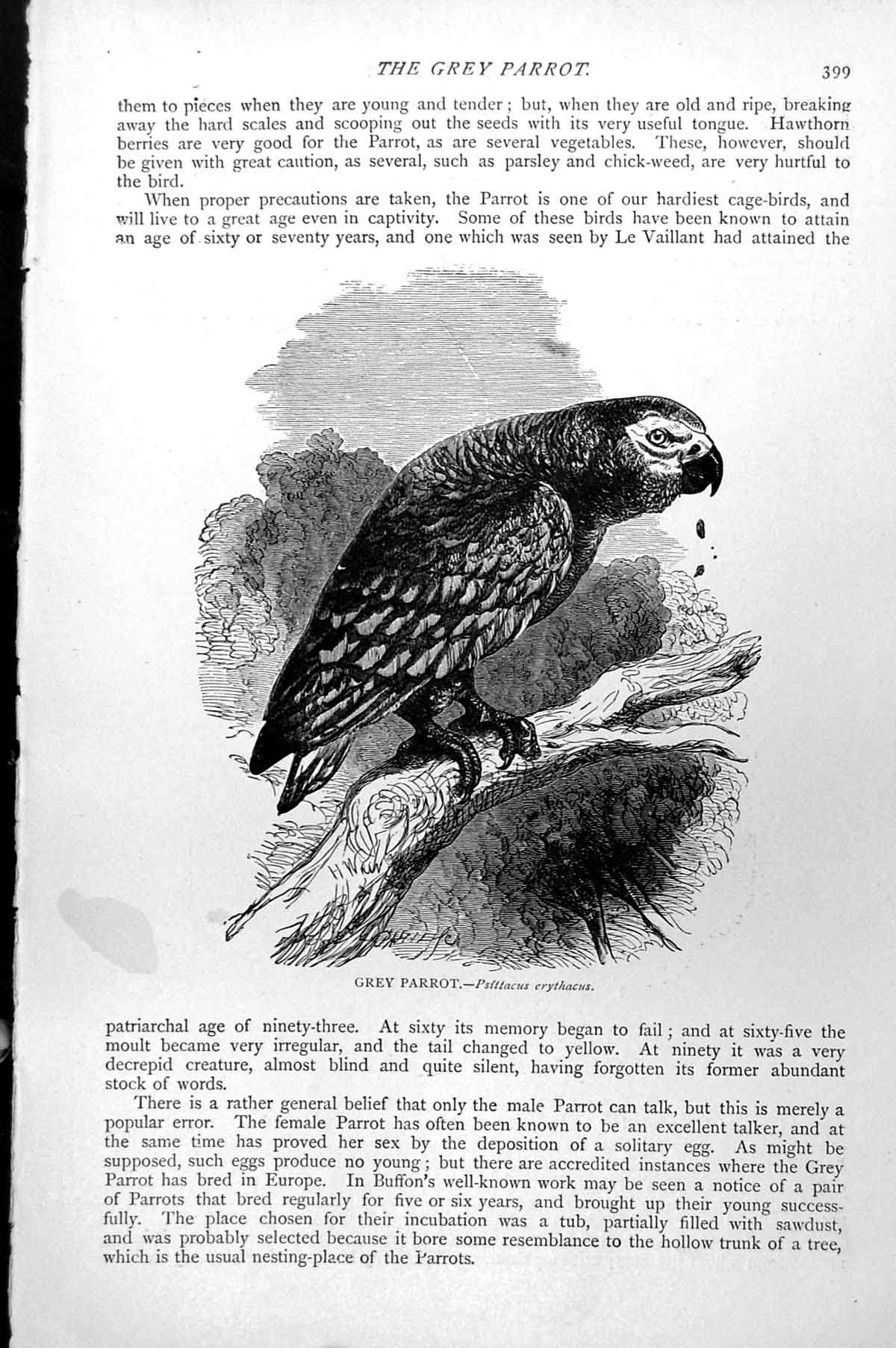 Original Old Antique Print Grey Parrot Psittacus Erythacus C1890 19th