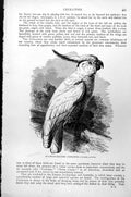 Original Old Antique Print Sulphur-Crested Cockatoo Cacatia Galerita C1890 19th