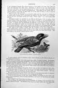 Original Old Antique Print Hairy-Breasted Barbet Laimodon Hirsutus C1890 19th