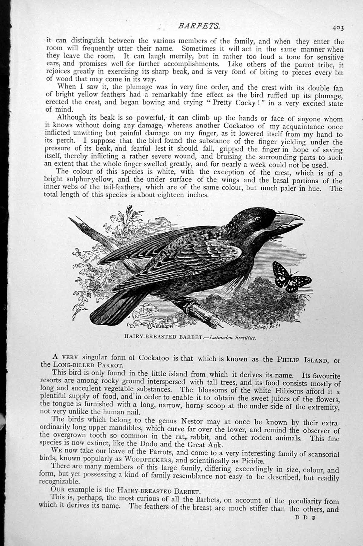 Original Old Antique Print Hairy-Breasted Barbet Laimodon Hirsutus C1890 19th