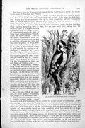 Original Old Antique Print Greater Spotted Woodpecker Picus Major C1890 19th