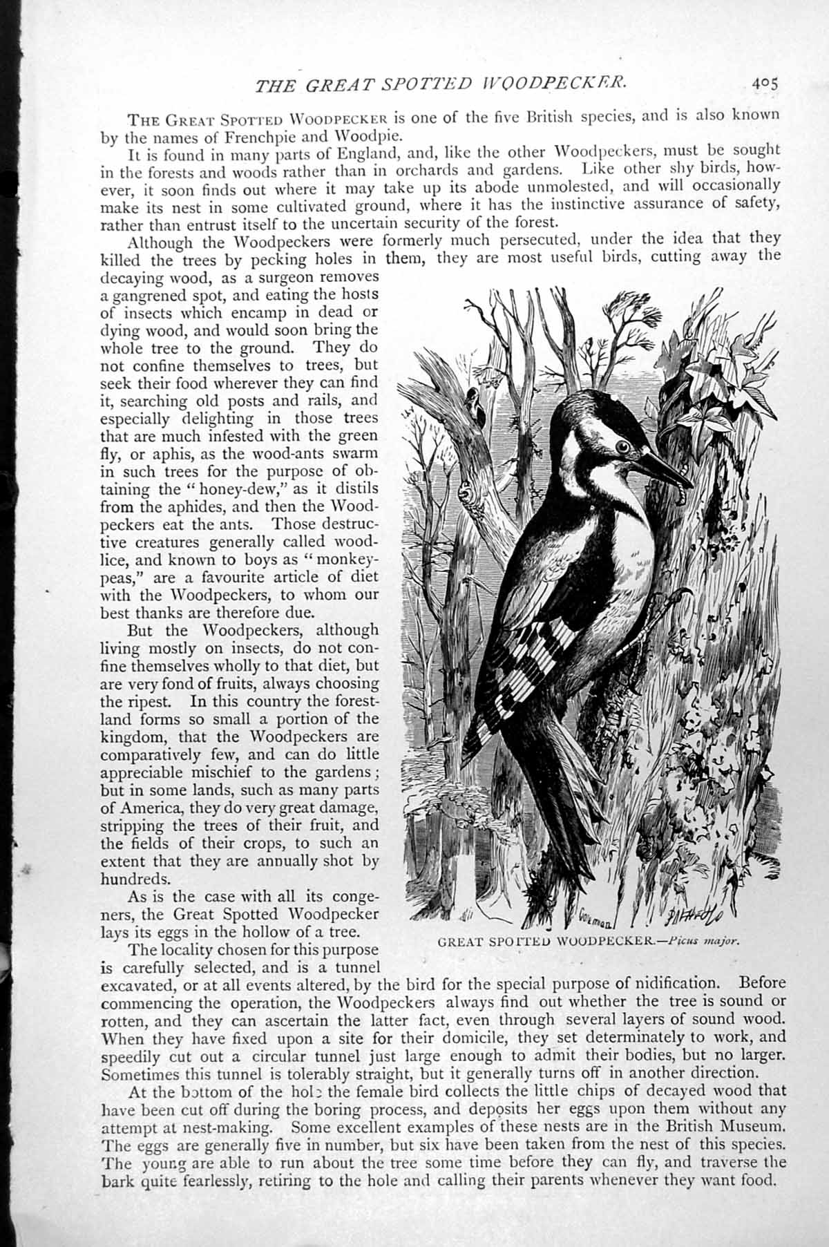 Original Old Antique Print Greater Spotted Woodpecker Picus Major C1890 19th