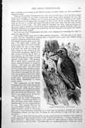 Original Old Antique Print Green Woodpecker Gecinus Viridis C1890 Victorian