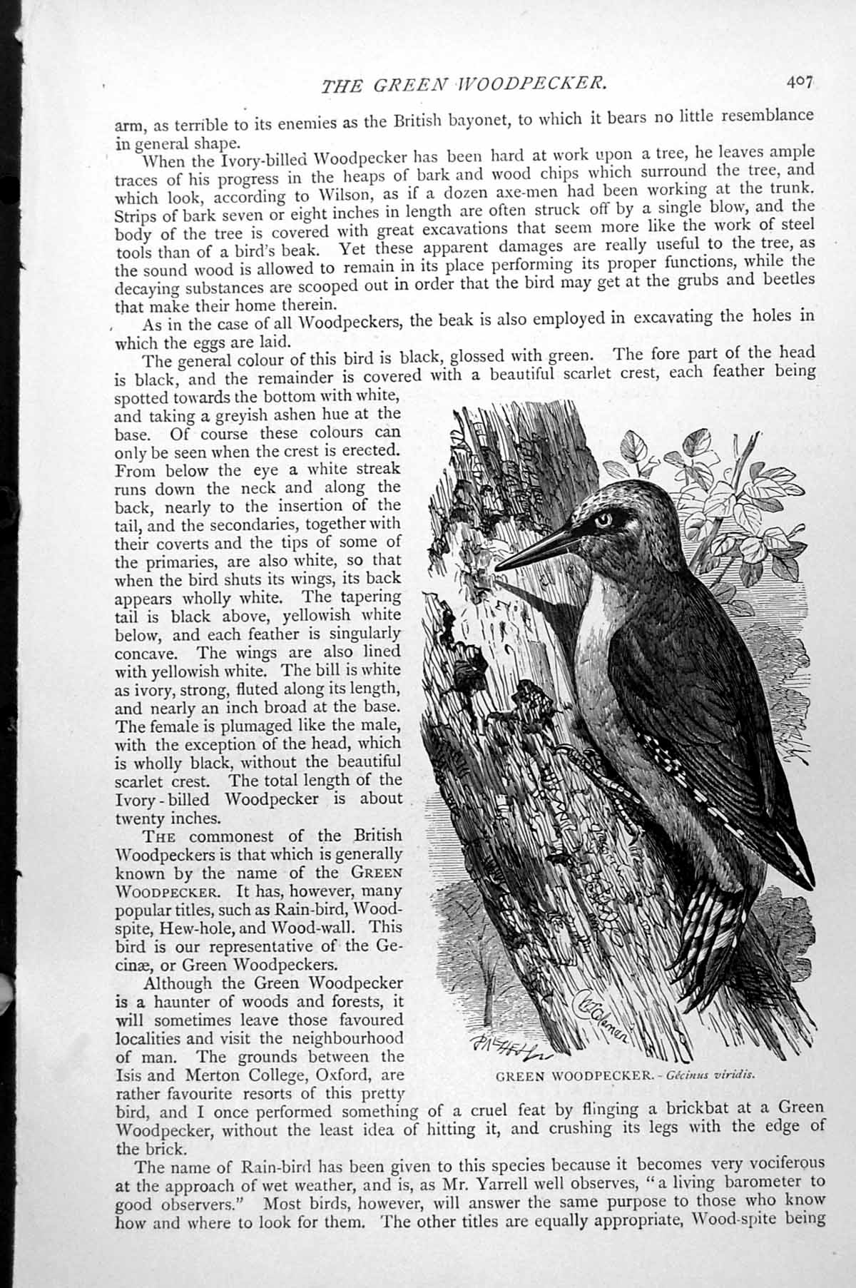Original Old Antique Print Green Woodpecker Gecinus Viridis C1890 Victorian