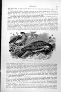 Original Old Antique Print Great Honey Guide Indicator Major C1890 Victorian
