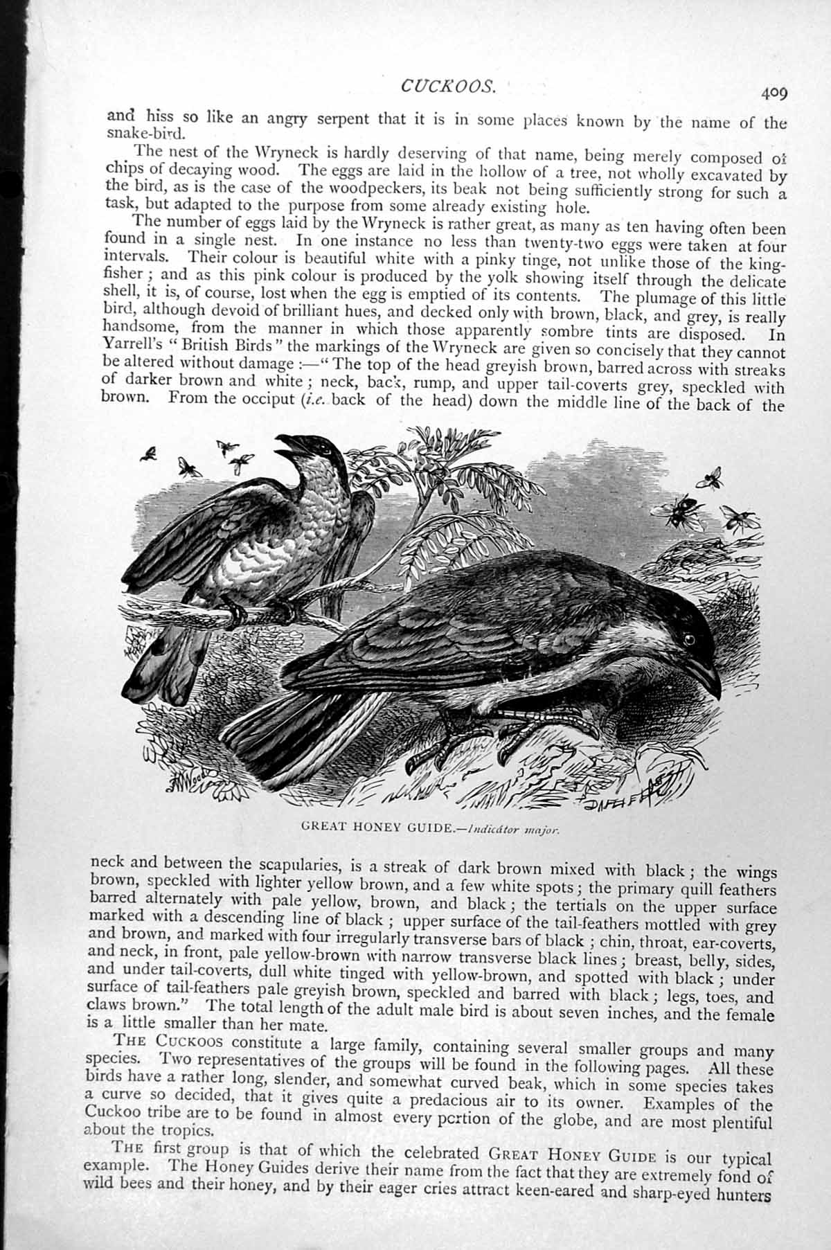Original Old Antique Print Great Honey Guide Indicator Major C1890 Victorian