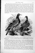 Antique Old Print Ring-Dove Columba Palumbus Stock-Dove Columba Aenas C1890