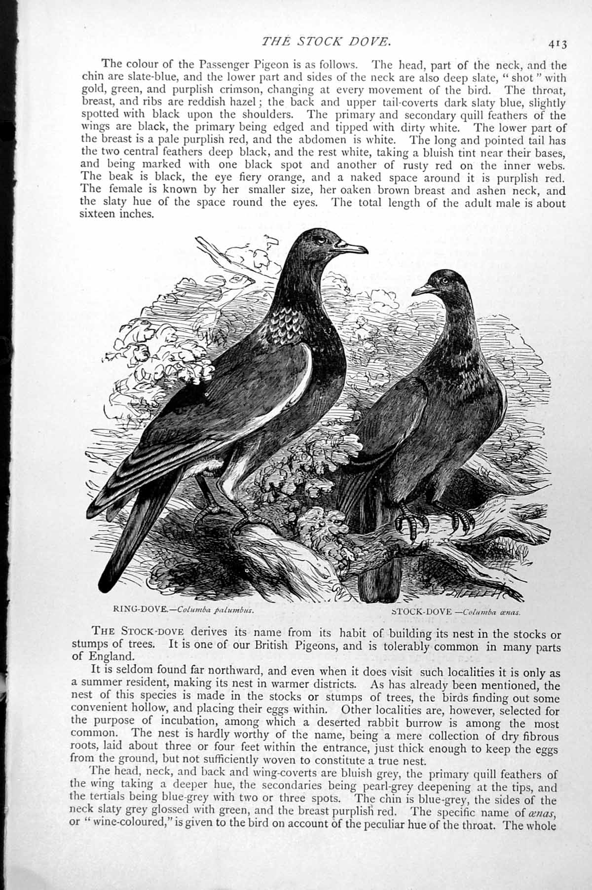 Antique Old Print Ring-Dove Columba Palumbus Stock-Dove Columba Aenas C1890