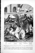 Old Print Group Domestic Pigeons Carriers Fantails Owls Trumpeters C1890 19th