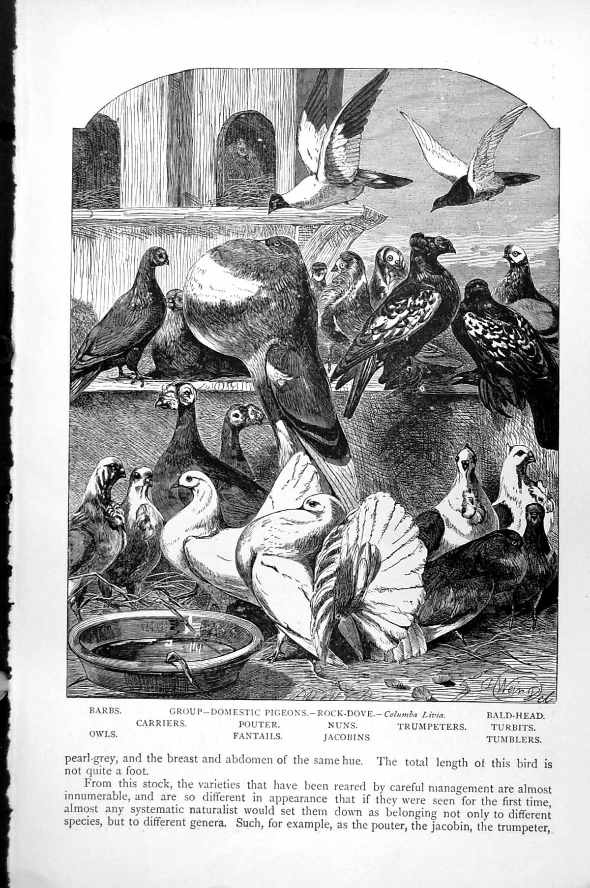 Old Print Group Domestic Pigeons Carriers Fantails Owls Trumpeters C1890 19th
