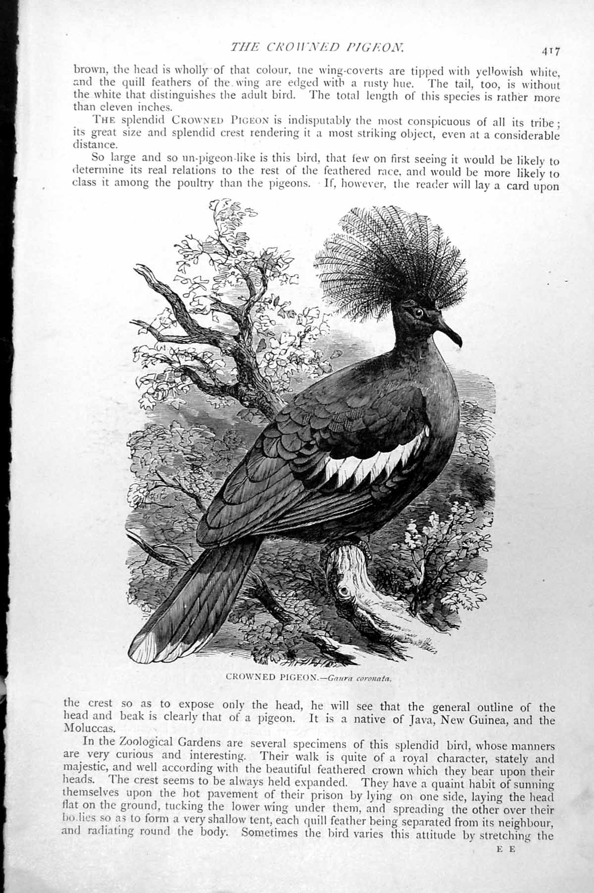 Original Old Antique Print Crowned Pigeon Gaura Coronata C1890 19th