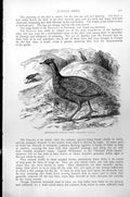 Original Old Antique Print Australian Jungle Fowl Megapodius Timidus C1890 19th