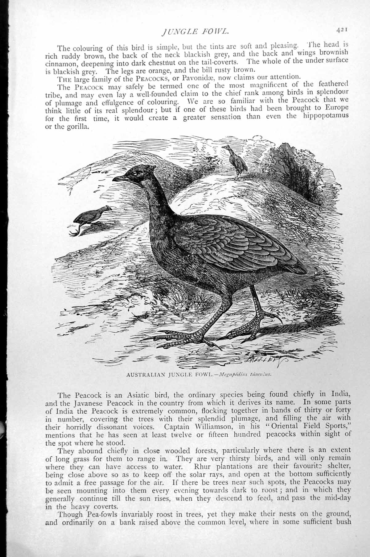 Original Old Antique Print Australian Jungle Fowl Megapodius Timidus C1890 19th
