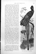 Original Old Antique Print Argus Pheasant Argus Giganteus C1890 19th
