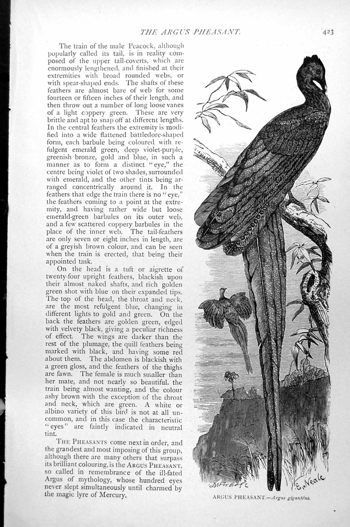 Original Old Antique Print Argus Pheasant Argus Giganteus C1890 19th