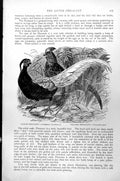 Antique Print Silver Pheasant Gallophasis Nycthermerus Gen Pheasant C1890 19th