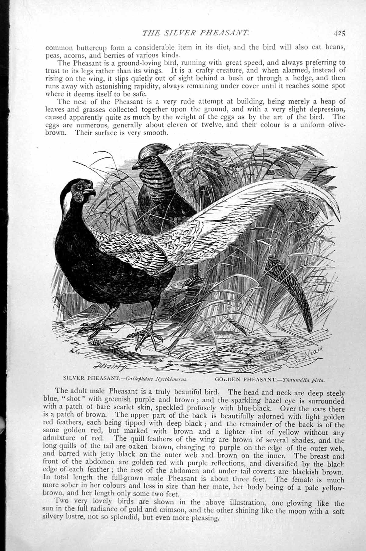 Antique Print Silver Pheasant Gallophasis Nycthermerus Gen Pheasant C1890 19th