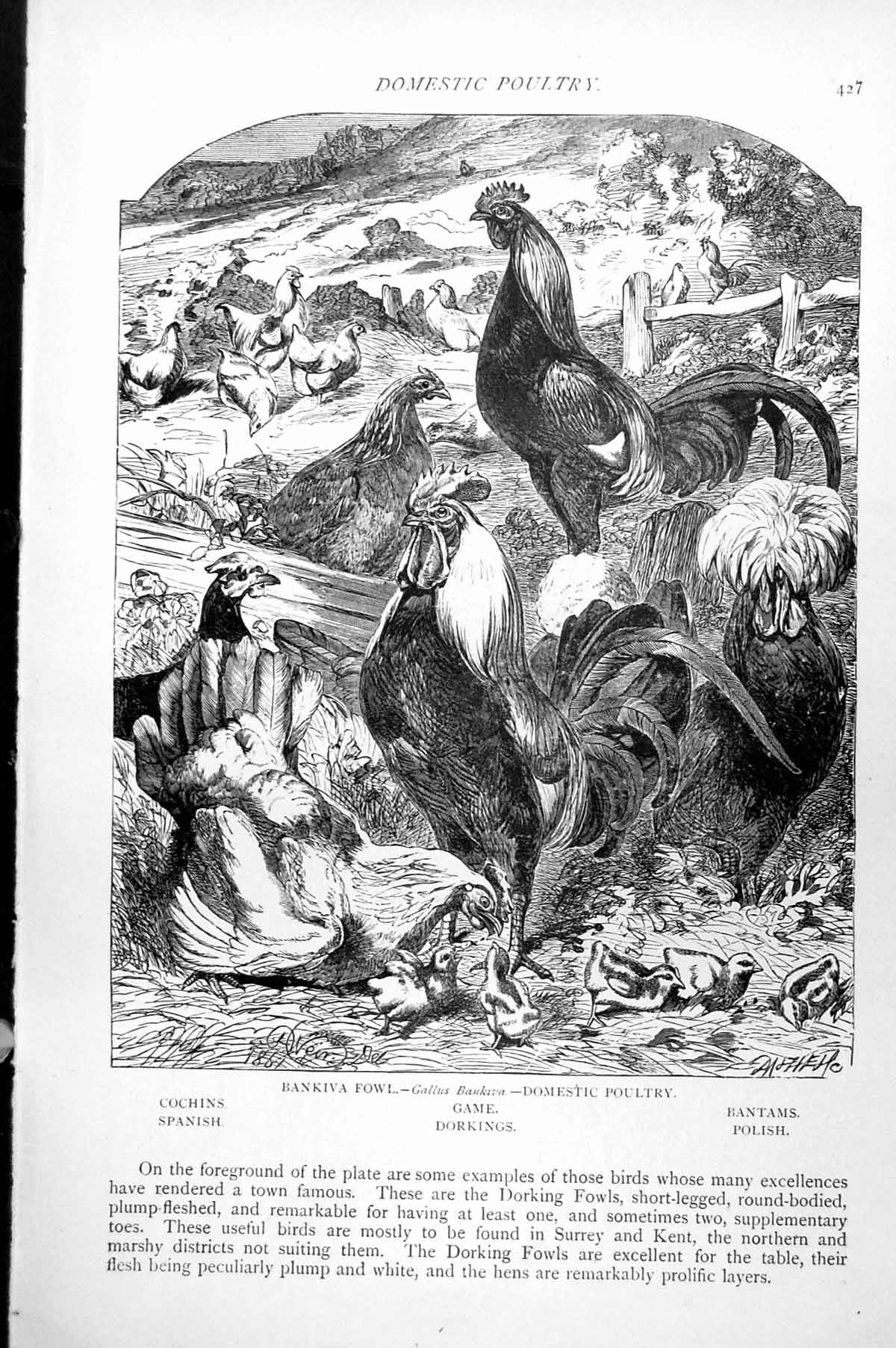 Antique Print Domestic Poultry Bankiva Fowl Cochins Dorkings Bantams C1890 19th