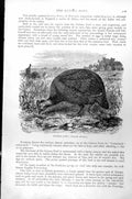 Original Old Antique Print Guinea Fowl Numida Meleagris C1890 19th