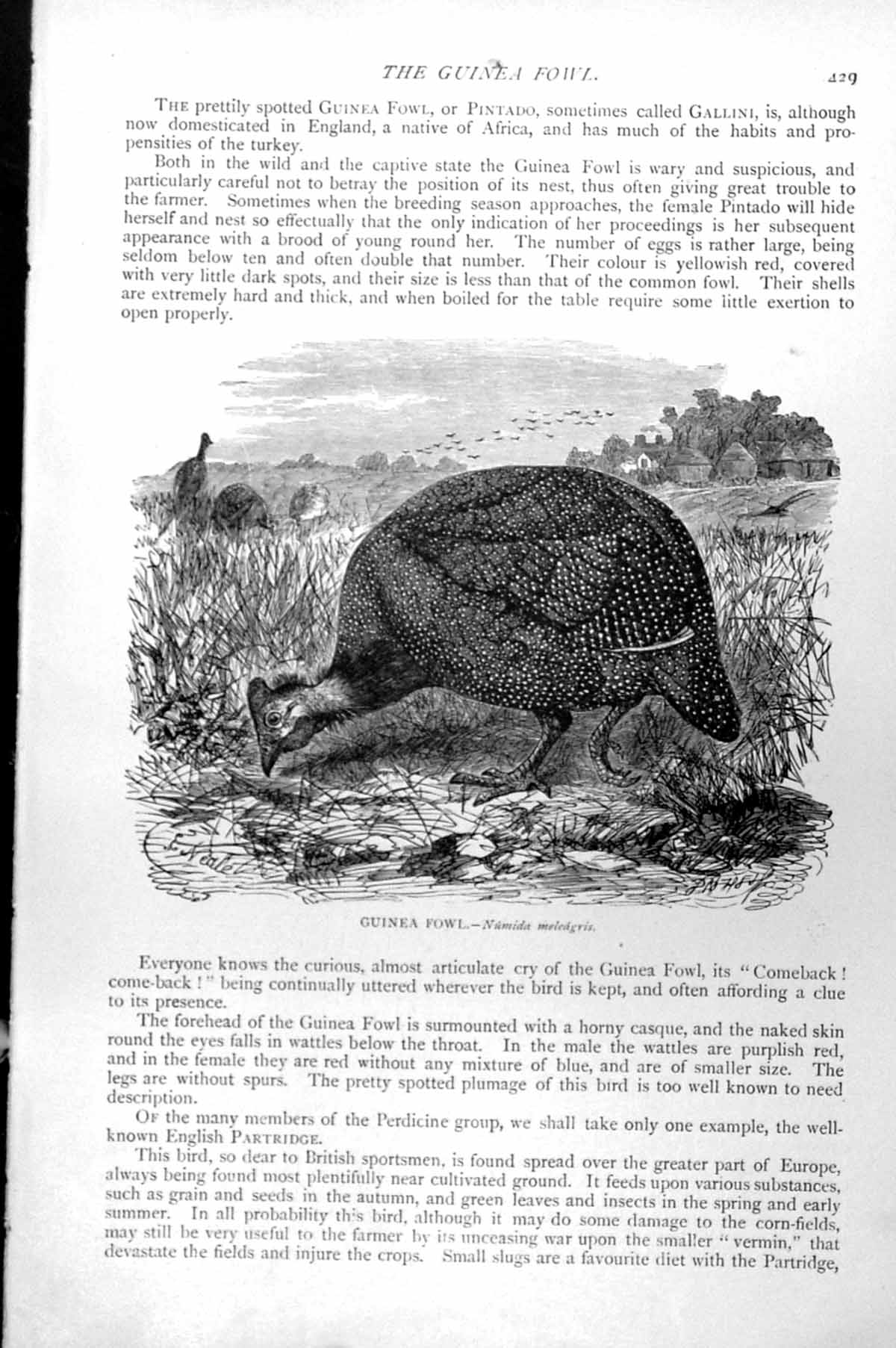 Original Old Antique Print Guinea Fowl Numida Meleagris C1890 19th