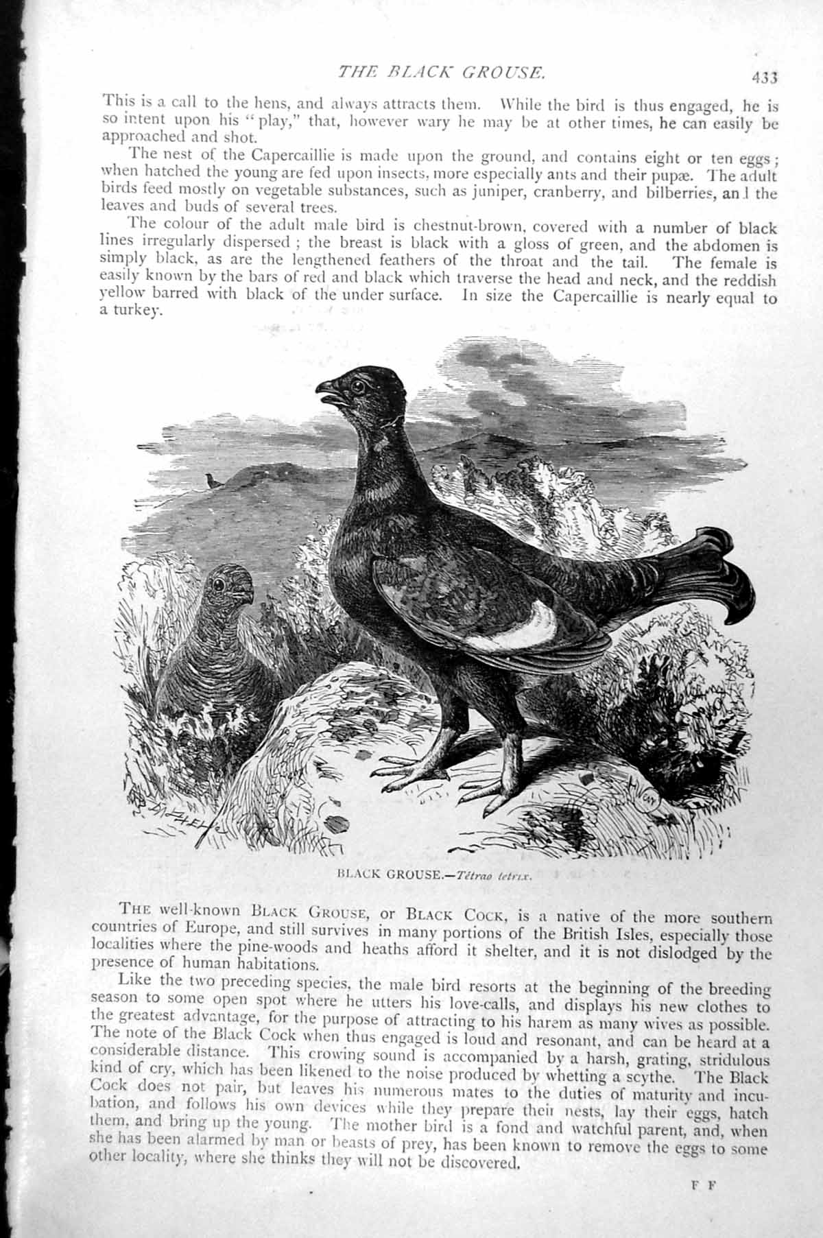 Original Old Antique Print Black Grouse Tetrao Tetrix C1890 19th